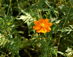 一輪のオレンジ色のコスモス
