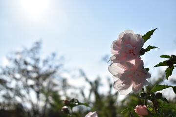 青空の下で日の光を浴びるピンクの花