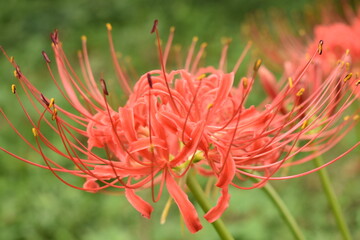 迫力があるヒガンバナの花弁