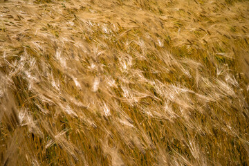 El viento sobre el trigo