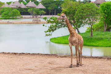 Giraffe is standing on the ground with green of tree and river as a background.