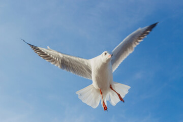 Fototapeta premium Seagull is flying in the blue sky. It is a seabird, usually grey and white. It takes live food (crabs and small fish).