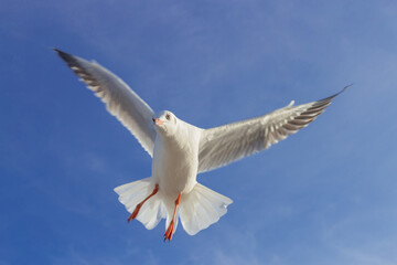 Seagull is flying in the blue sky. It is a seabird, usually grey and white. It takes live food (crabs and small fish).