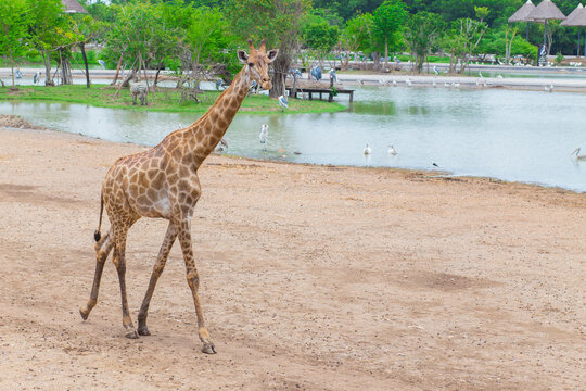 Giraffe is an African mammal, the tallest living terrestrial animal. It is walking beside the river.