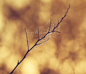 Fototapeta na wymiar Tree twig with droplets