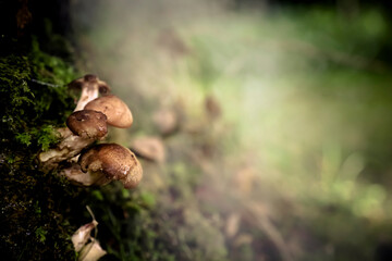 Mushrooms