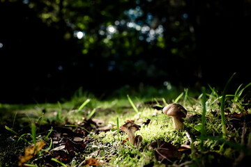 Mushrooms