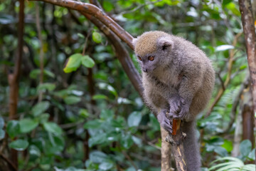 Funny bamboo lemurs on a tree branch watch the visitors