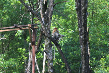 Proboscis monkeys are long-nosed monkeys with reddish brown hair and are one of two species in the genus Nasalis. Proboscis monkeys are endemic to the island of Borneo which is famous for its mangrove