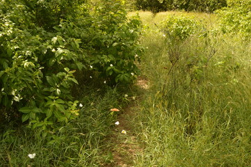 Obraz premium The islands and beaches of the Caribbean paradise on Antigua and Barbuda