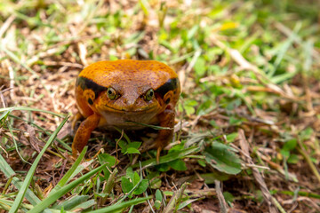 A large orange frog is sitting in the grass