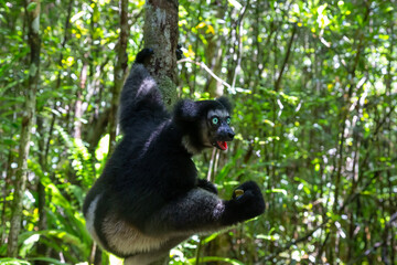 An Indri lemur on the tree watches the visitors to the park
