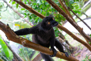 A black lemur on a tree awaiting a banana