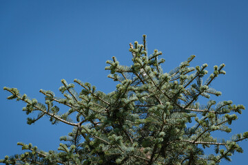 Abies concolor or white fir. Close-up of pine needles on branches of large evergreen tree. Public landscape 