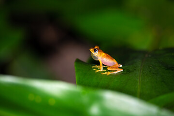 An orange little frog on a green leaf in Madagascar
