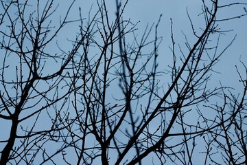 Fototapeta na wymiar Silhouette of black branches against a blue sky.