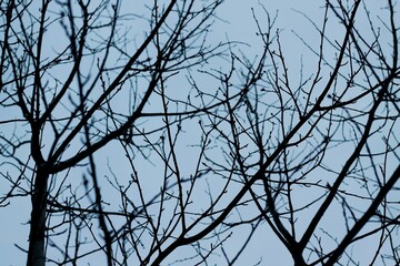 Fototapeta na wymiar branches of a tree against sky