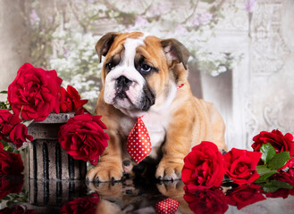 english bulldog puppy and red roses, gallant gentleman in a tie with a bouquet
