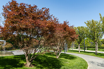 Naklejka premium Japanese maple Acer palmatum Atropurpureum on bank of artificial pond. Beautiful multi-colored leaves on branches of tree. Stylized Japanese patio. City Park 