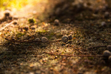 ants on the ground