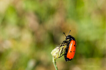 Mylabris quadripunctata, Orange and black beetle on a faded background