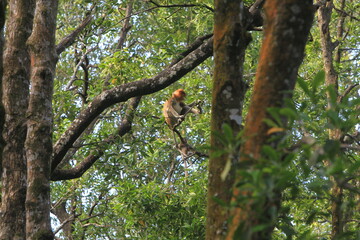 Proboscis monkeys are long-nosed monkeys with reddish brown hair and are one of two species in the genus Nasalis. Proboscis monkeys are endemic to the island of Borneo which is famous for its mangrove