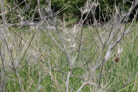 Gespinst der Pfaffenhut-Gespinstmotte,  Yponomeuta plumbella