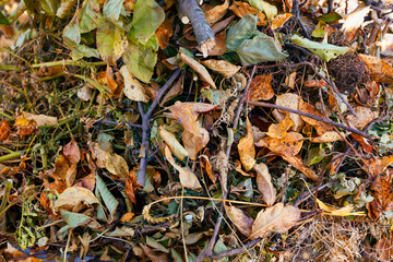 Heap of dry branches, leaves and plants. Autumn time