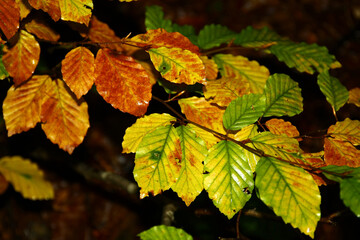 Autumn beech leaves