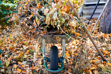 Heap of dry branches, leaves and plants in garden wheelbarrow and pitchfork. Autumn time.