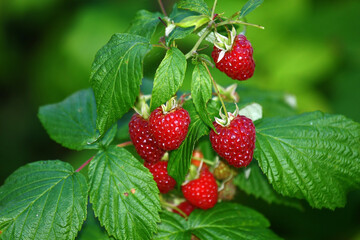 Garden raspberries