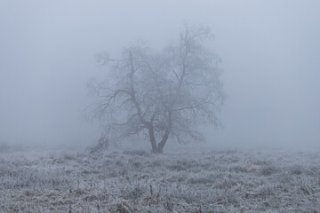 Ein Baum im Frost