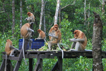 Proboscis monkeys are long-nosed monkeys with reddish brown hair and are one of two species in the genus Nasalis. Proboscis monkeys are endemic to the island of Borneo which is famous for its mangrove