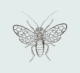 Vintage Bee sketch icon Logo vector eps