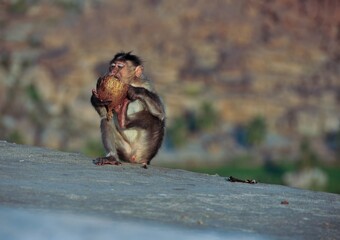 Affe isst Kokosnuss Hampi Indien 5