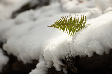 Lady fern, athyrium filix-femina, growing from the snow cover in wintertime. Little green leaf peeking out of the white layer in spring. Concept of new life born in nature.