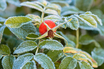 Obraz premium The leaves of the green rosehip are covered with frost. Freezing. Autumn morning