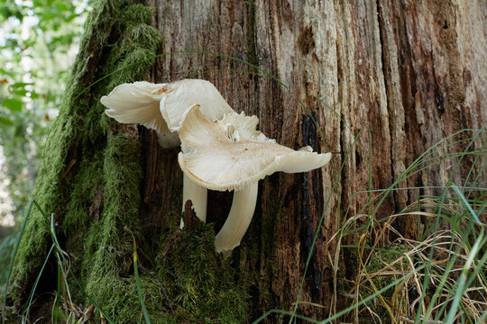 Pluteus salicinus is a wild growing mushroom in a natural habitat 