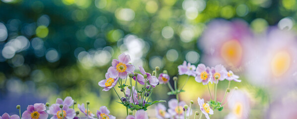Beautiful wild flowers purple wild floral garden in morning haze in nature close-up macro. Landscape wide format, landscape banner as artistic image. Relaxing, romantic blooming flowers, love romance
