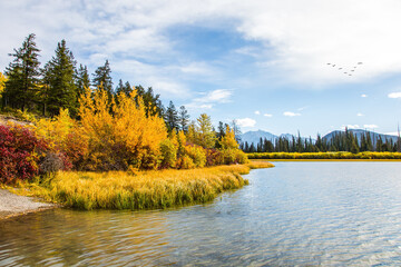 The foliage of birches