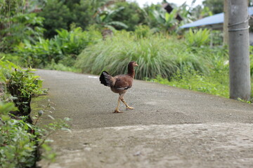 a brown hen walking on the road