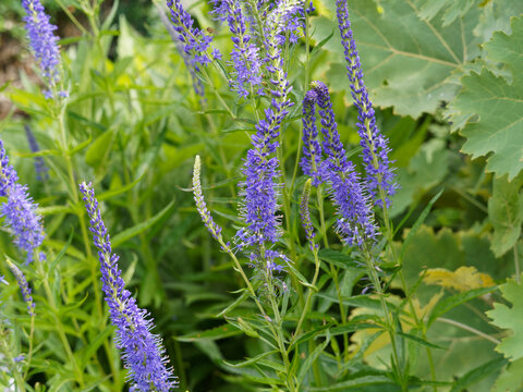 Veronica longifolia - Langbl&auml;ttriger Ehrenpreis mit wundersch&ouml;ne traubige Bl&uuml;tenst&auml;nde in Blau oder blaulila