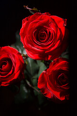 Fototapeta premium red roses on black background