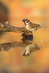 Eurasian tree sparrow, passer montanus, sitting on branch in pond in autumn. Little songbird singing on bought with reflection in water. Small brown feathered animal tweeting on twig.