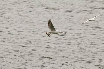 Sturmmöwe im Flug, Larus Canus