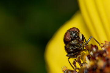Makro einer Fliege auf Blume mit Facettenaugen
