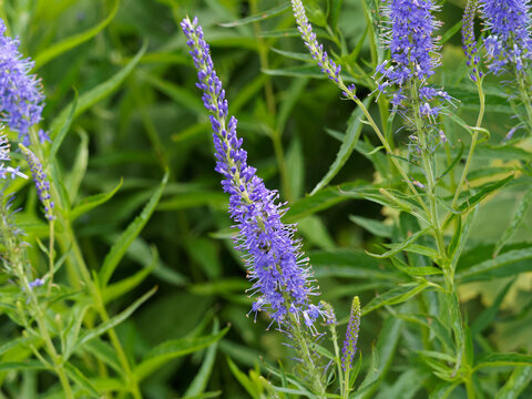Langbl&auml;ttriger Blauweiderich (Pseudolysimachion longifolium). Blaue vielbl&uuml;tig &auml;hrenartig angeordnet. Zugespitzt gr&uuml;n Bl&auml;tter schmal-lanzettlich, unregelm&auml;&szlig;iger ges&auml;gt 