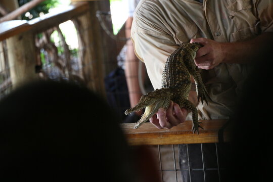 Krokodil in den Everglades, Florida

