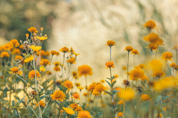 Meadow flowers in sunset fresh morning. Vintage autumn landscape. orange flowers in garden...