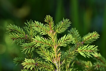 Spider in her spider web against a pink blurred background